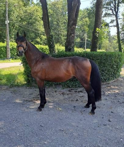 Top poney de sport pour cso