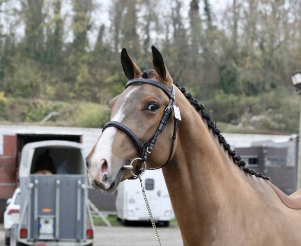 Noble cœur folie, entier sfo