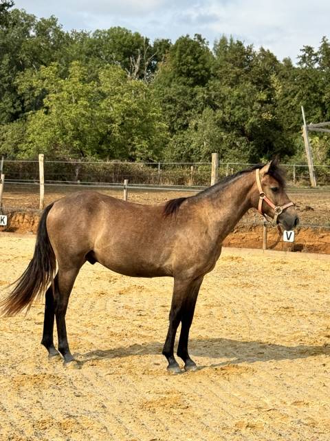 Poulain pfs 