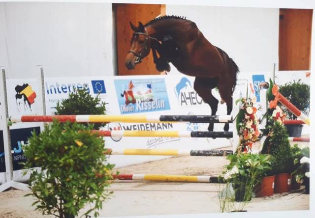 Superbe hongre 9 ans 