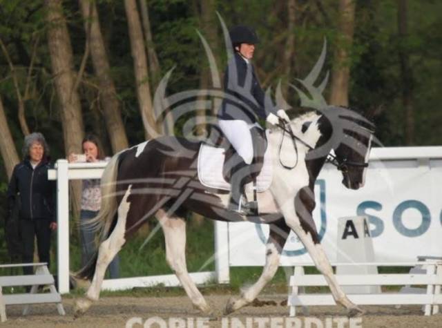 Cheval de sport pie - hongre - cce cso dressage