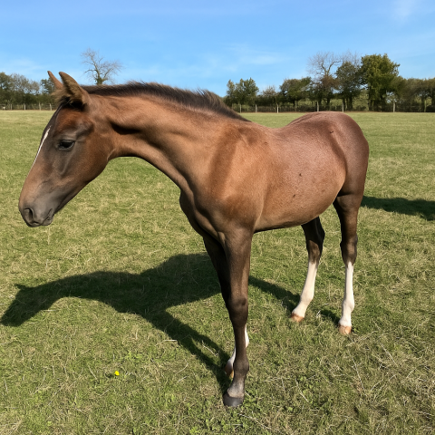 Foal untouchable 27 x elvis ter putte