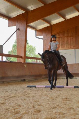 Travail du cheval - bourg en bresse et les alentours
