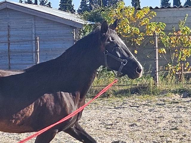 Vds jument 7 ans oldenburg/lusitanien pp