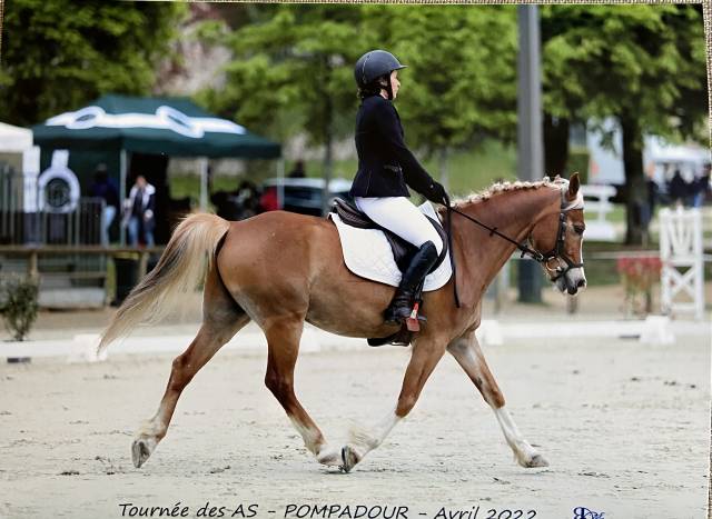 Vente poney d 1.48 12 ans