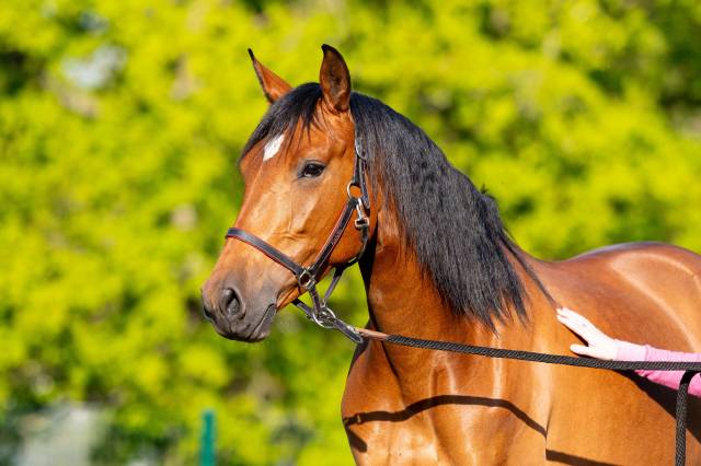 Jument dressage pre pp 7 ans