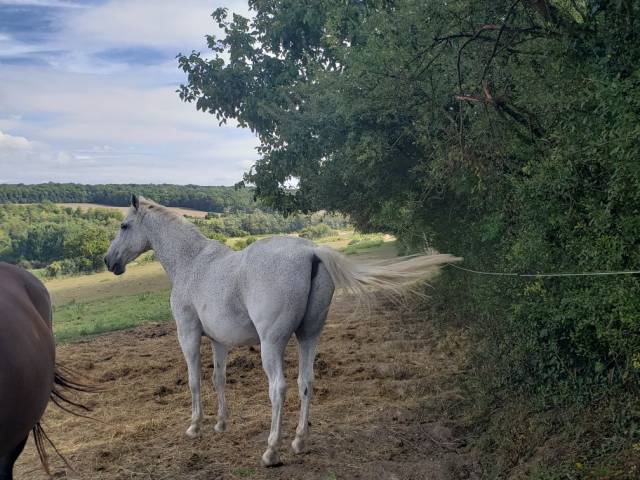 Vend cheval oc - amadeus de cayrac 