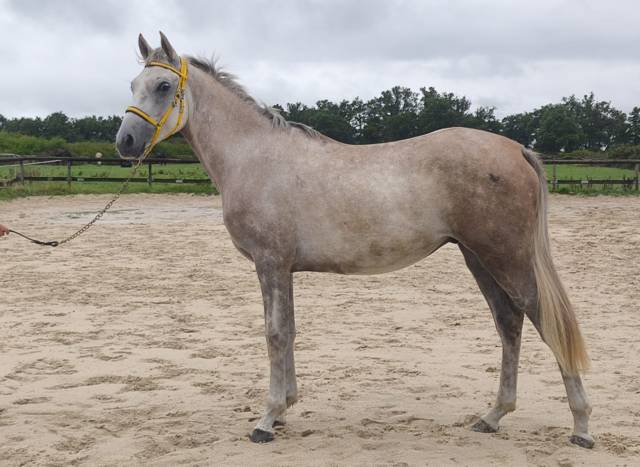 Natif des bruneles, hongre, demi sang arabe endurance