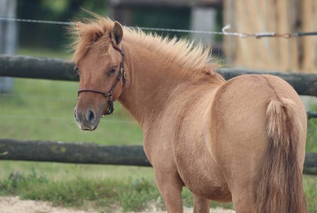 Pouliche shetland pp
