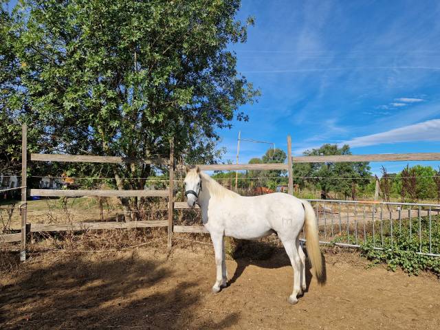 Cheval camargue oc 3 ans