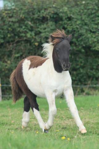 Pouliche shetland pp