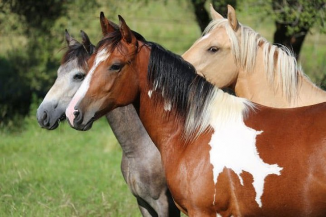 Propriété équestre 90 000m²
