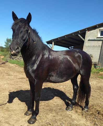 Hongre minorquin 9 ans