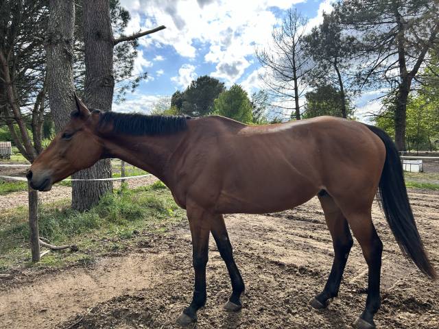 Cheval pur sang à vendre 