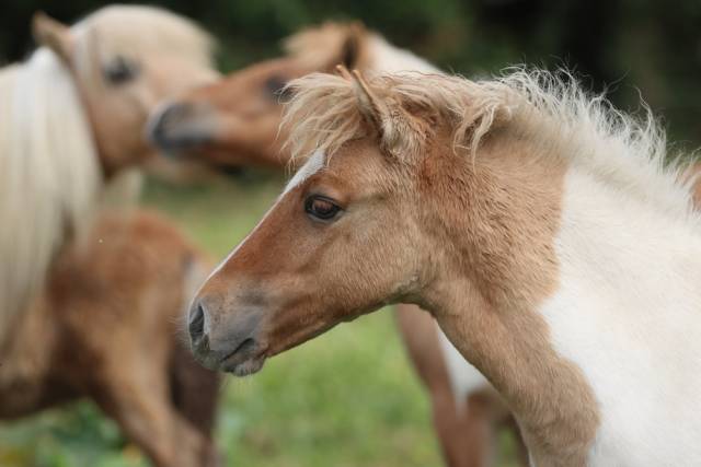 Pouliche shetland pp