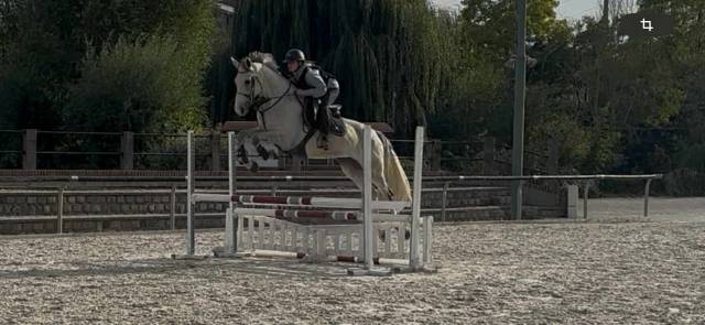Corrada z, gentille et jolie jument de 7ans