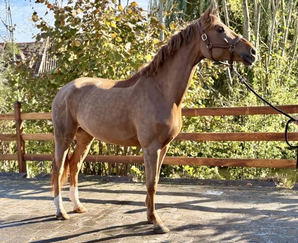 Kelle star du comte, superbe jument de 5ans