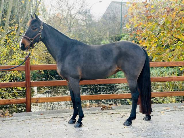 Alisja, jument très pratique !