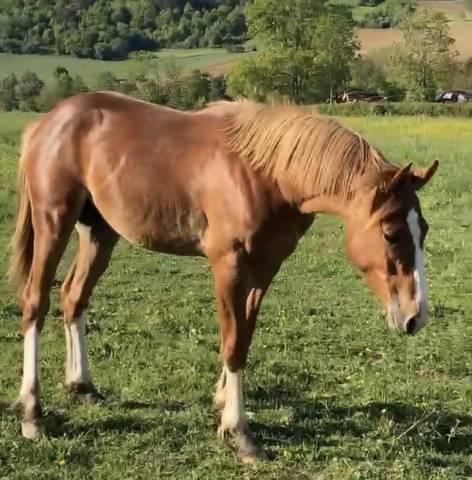 Poney français de selle