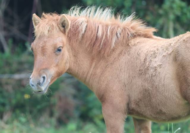 Pouliche shetland pp