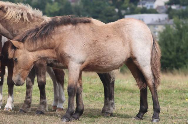 Pouliche shetland pp