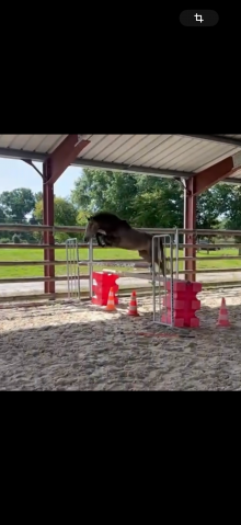 Poney pfs 3 ans 
