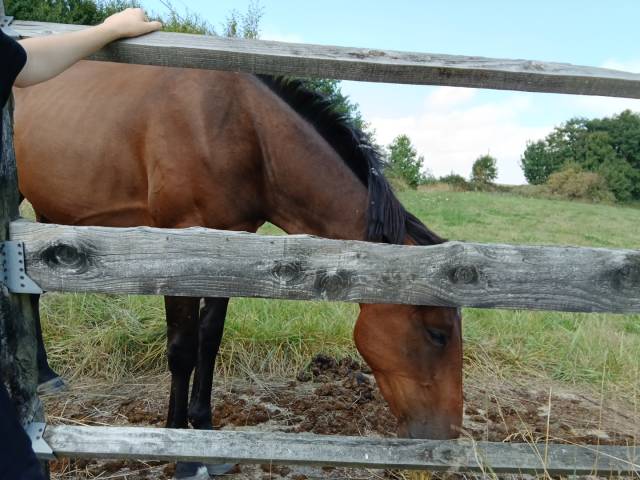 Cheval trotteur