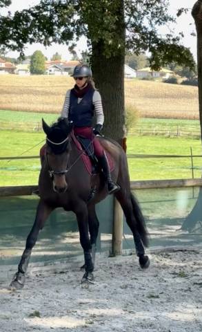 Hongre 4 ans x furstenball orienté dressage 