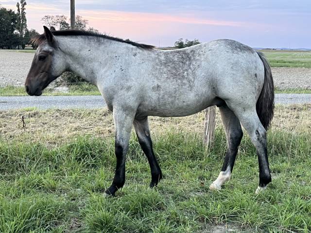 Poulain porteur