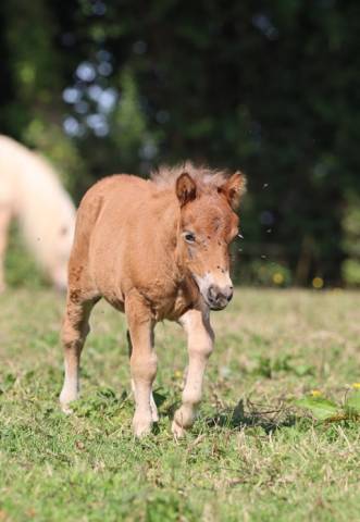 Pouliche shetland pp