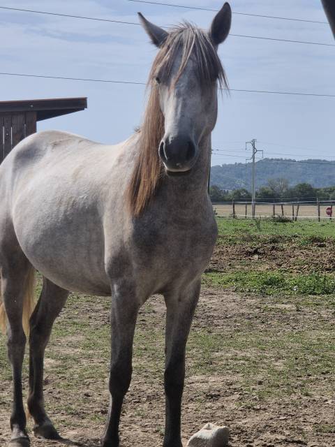 okera, pouliche oc connemara de bientôt 2 ans