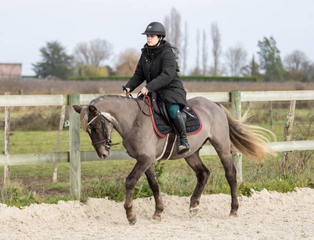 Kalimdor silver star : saillie étalon poney d silver approuvé aes