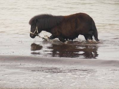 Newton - poney shetland 