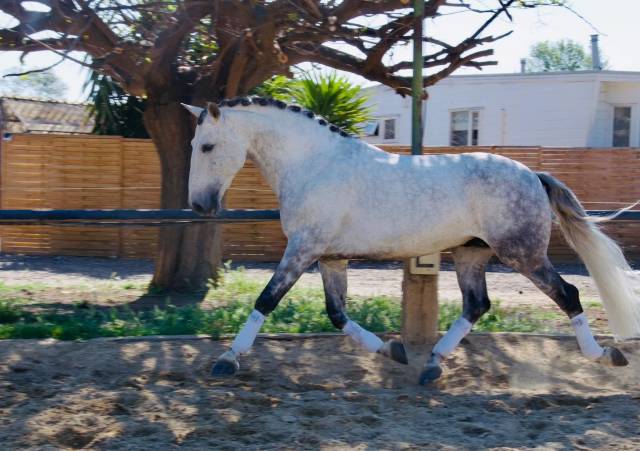 Lusitanien dressage 