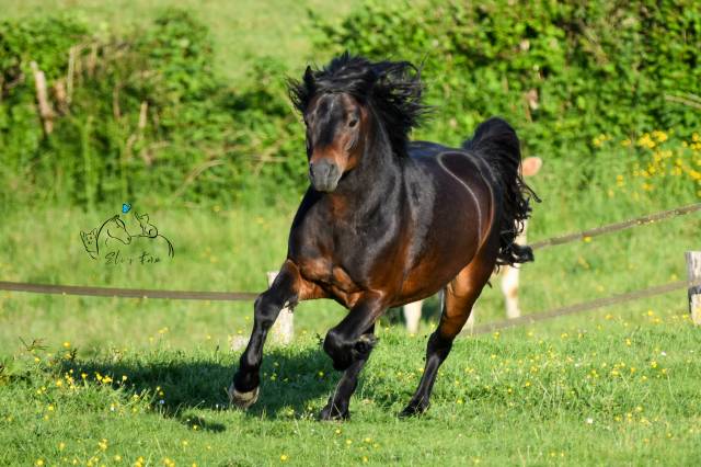Gideon de la malle : saillie étalon dartmoor approuvé