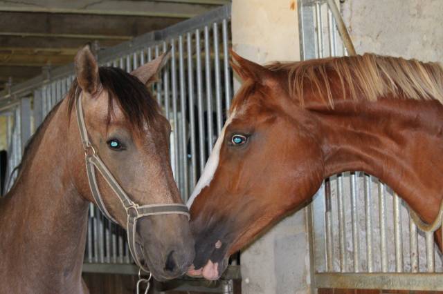 Pas satisfait avec votre cheval? mental, locomotion ?