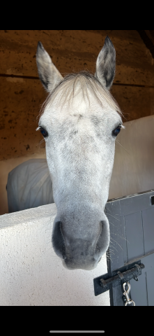 Vend poney  oc gris