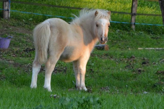 Pouliche pie palomino type shetland