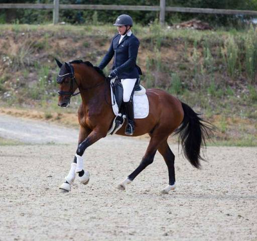 Hongre dressage 4 ans - expérience en compétition 