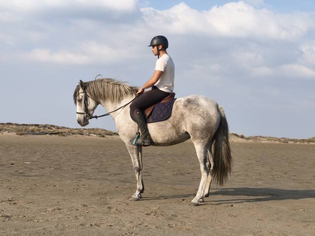Cheval, jument pre
