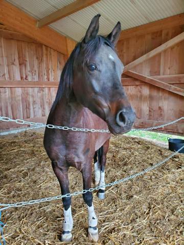Poney hongre anglo arabe 4 ans noir adorable