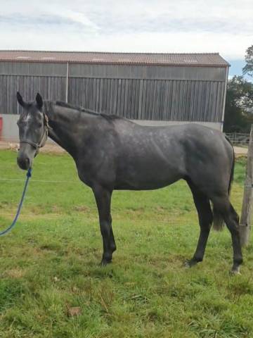 Magnifique cheval 4 ans
