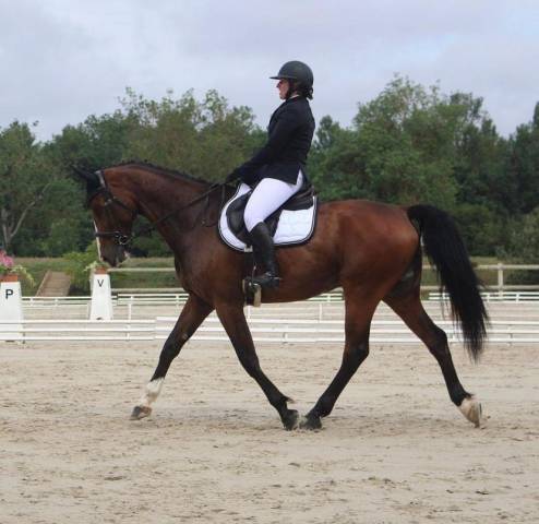 Joli hongre pour cso / cce / loisir
