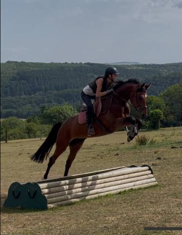 Cheval hongre sf