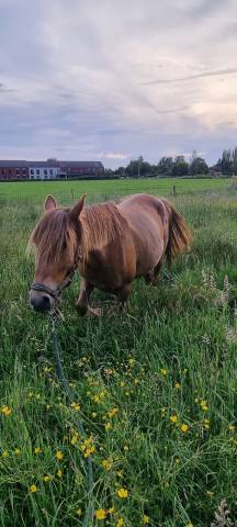 Ponette 6 ans