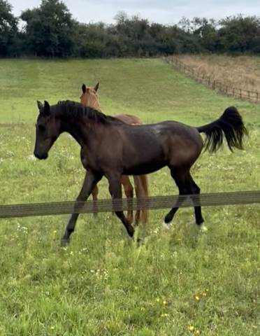 Poulain prestige dressage x vpower x sandro hit
