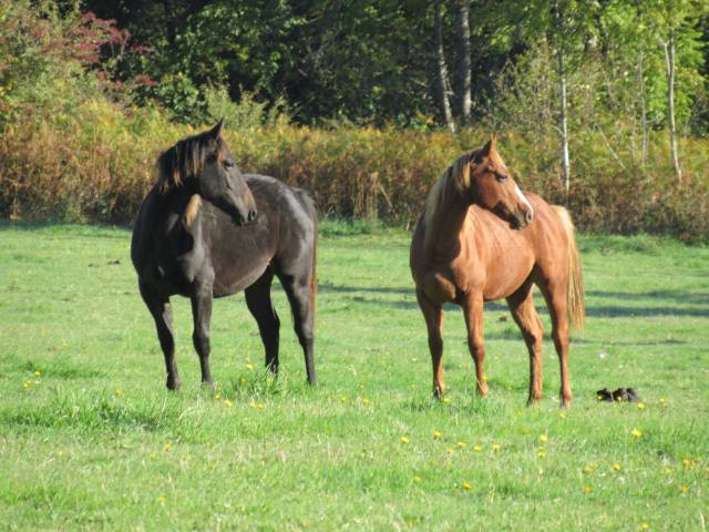 Cheval poulain alezan rabicano quarter horse qh