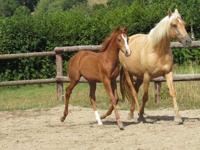 Poulain cheval aztèque ibérique x quarter horse