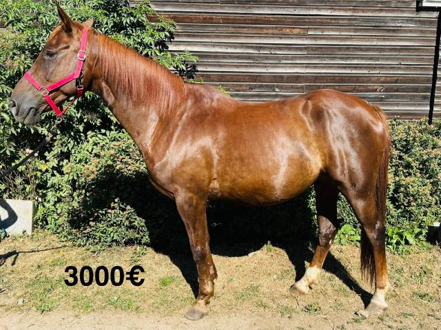 Cheval loisirs 