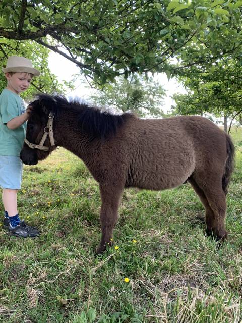 Poney type shetland poulain